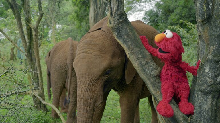 Nature Partners with Sesame Workshop on Primetime Safari Special, Sesame Street and the Great Elephant Adventure - Sesame Workshop