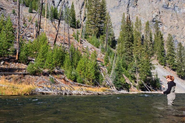 Yellowstone National Park removing invasive fish from creek to preserve native species - East Idaho News