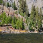 Yellowstone National Park removing invasive fish from creek to preserve native species - East Idaho News