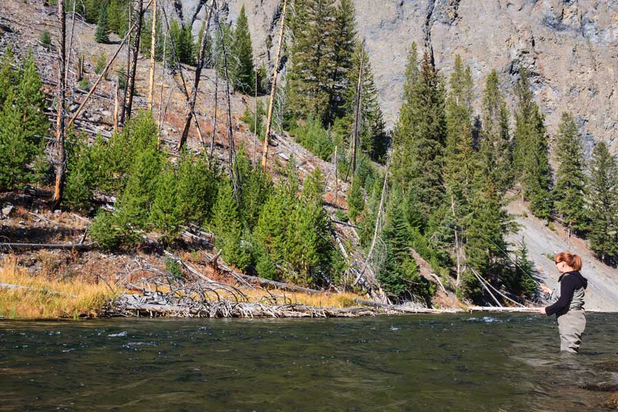 Yellowstone National Park removing invasive fish from creek to preserve native species - East Idaho News
