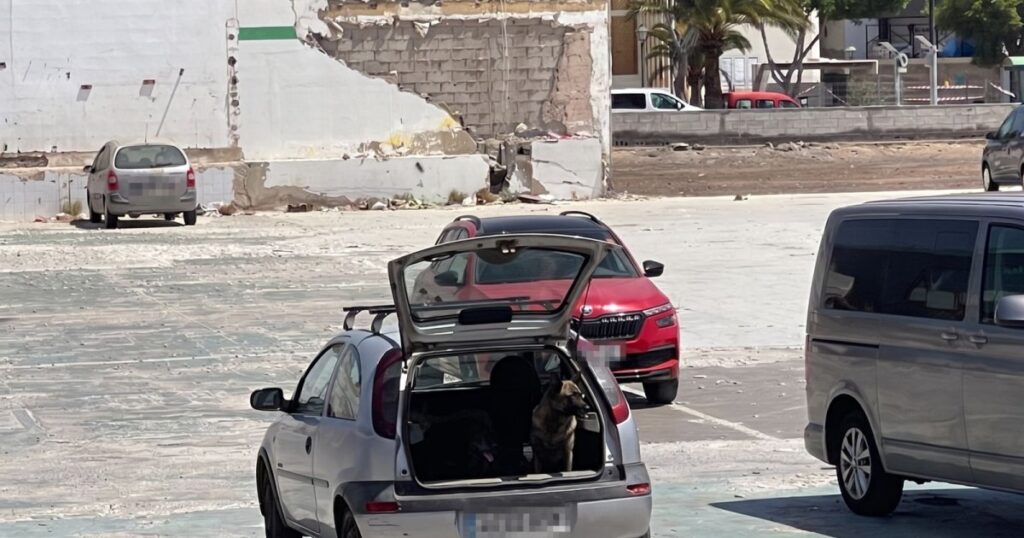 He goes to the mall and leaves his three dogs in the open trunk of the car in Lanzarote - La Voz de Lanzarote