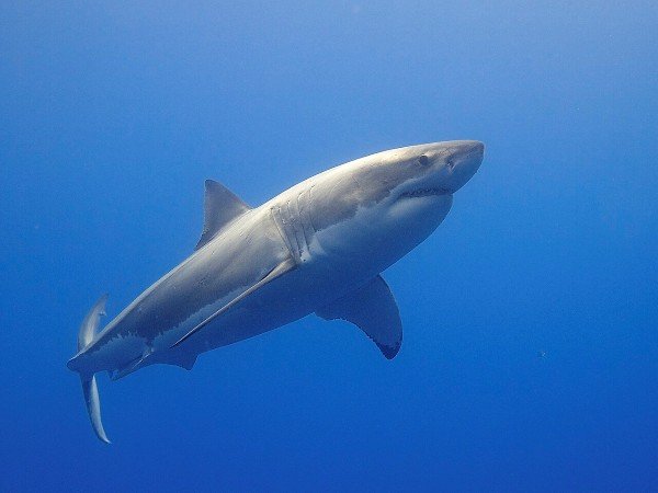 Lifeguard survives close white shark encounter off Maine coast - Shrewsbury Post