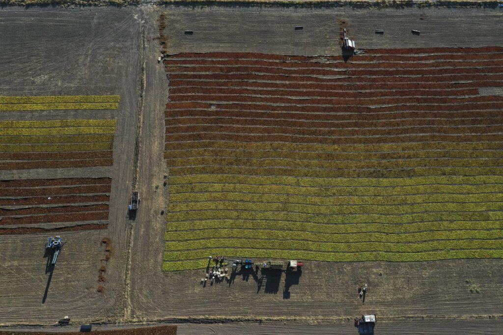 Manisa's Sultani grapes dried for export amid delayed, heat-hit harvest - Türkiye Today