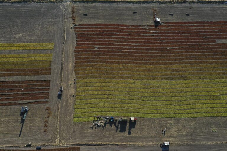 Manisa's Sultani grapes dried for export amid delayed, heat-hit harvest - Türkiye Today