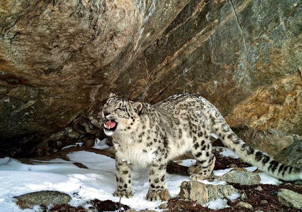 Snow leopards continue to rule, roar in Western Himalayas - The New Indian Express