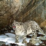 Snow leopards continue to rule, roar in Western Himalayas - The New Indian Express