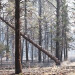 Daily Update: Akawa Butte Fire evacuations lifted for Deschutes and Jefferson counties - Madras Pioneer