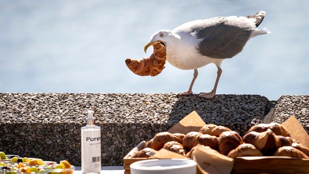 Seagulls are the thieves of the skies. Here's how to stop them stealing your food - BBC