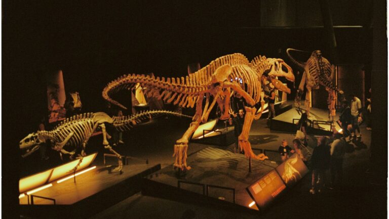 Dimetrodon — the sail-backed predator routinely mistaken for a dinosaur — first appeared roughly 60 million years before the earliest dinosaurs and was actually more closely related to humans than to T. rex. - ScienceBlog.com