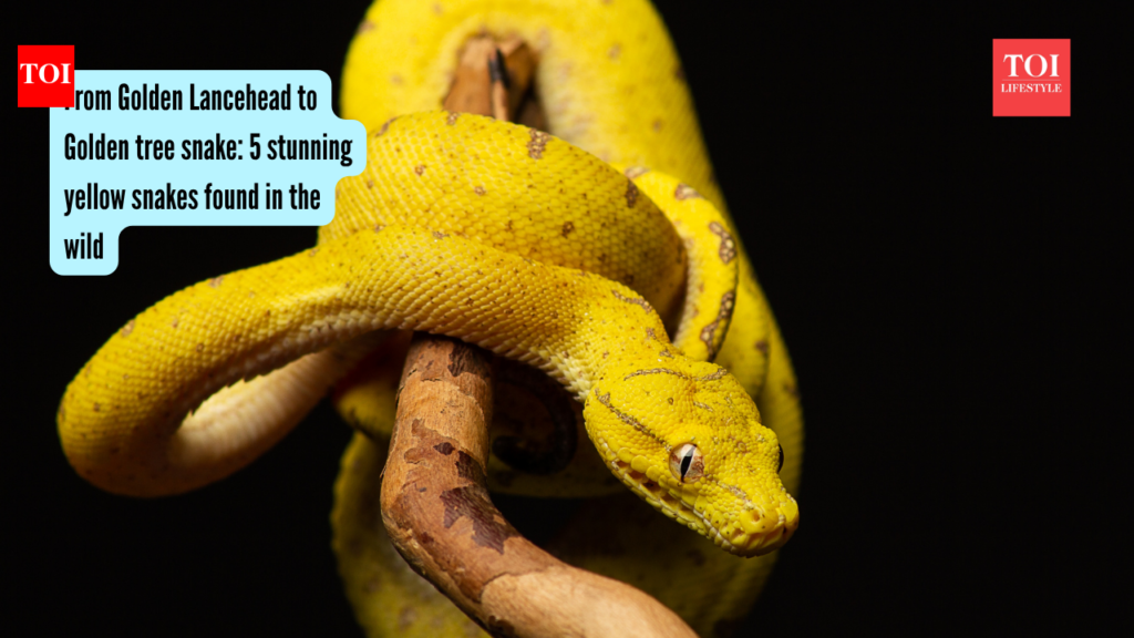 From Golden Lancehead to Golden tree snake: 5 stunning yellow snakes found in the wild - The Times of India