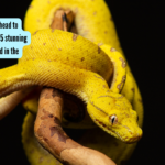 From Golden Lancehead to Golden tree snake: 5 stunning yellow snakes found in the wild - The Times of India