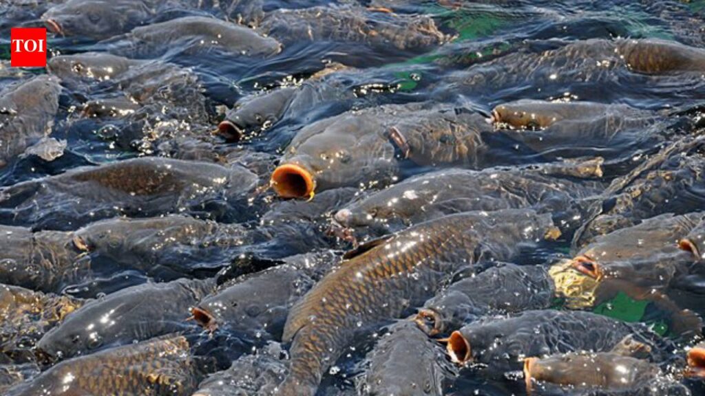 About 90% of fish found dead along stretches of the Mississippi River were invasive silver and bighead ca - The Times of India