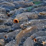 About 90% of fish found dead along stretches of the Mississippi River were invasive silver and bighead ca - The Times of India