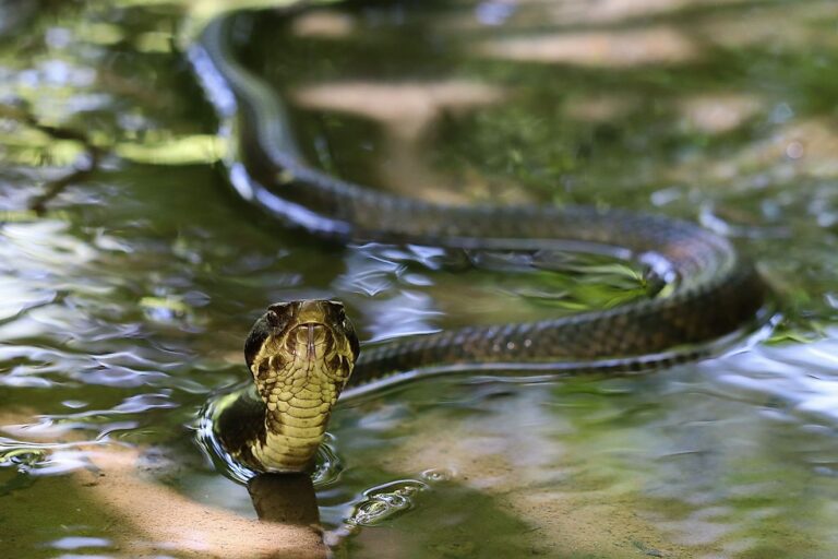 5 Most Snake-Filled Bodies Of Water In Oklahoma - WorldAtlas