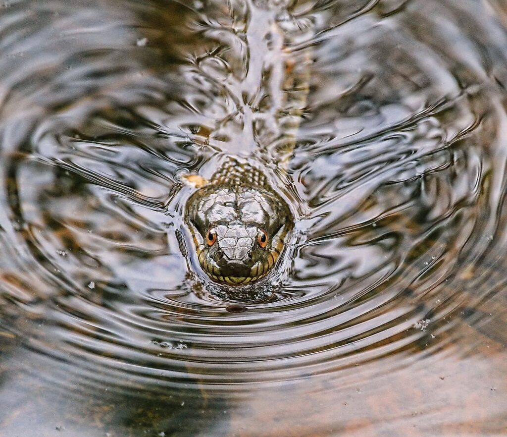 4 Most Snake-Filled Bodies Of Water In Massachusetts - WorldAtlas