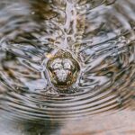 4 Most Snake-Filled Bodies Of Water In Massachusetts - WorldAtlas