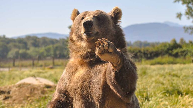 Dow Jones Futures: Market Triggers Bearish Signal As Walmart, SpaceX, CrowdStrike Tumble - Investor's Business Daily