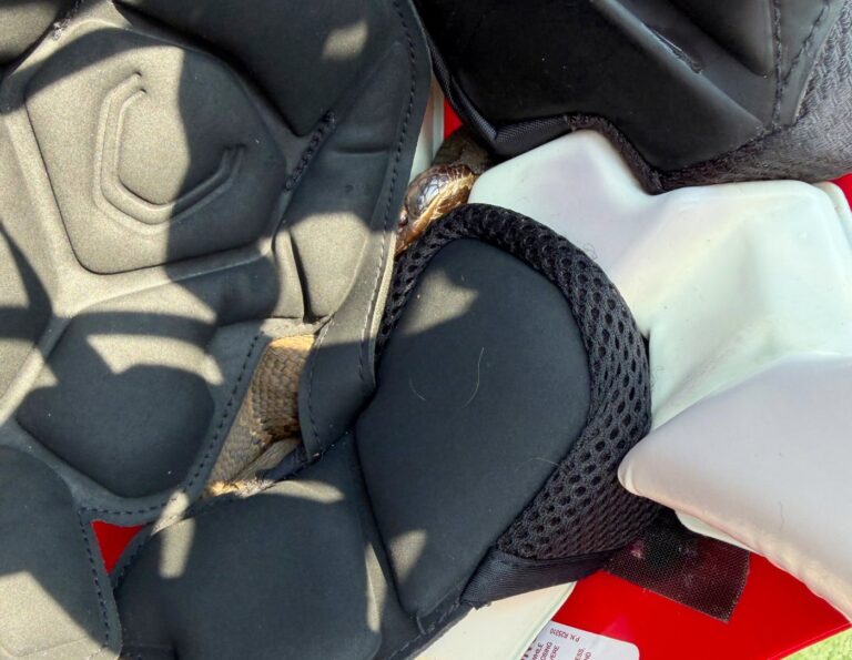 High school football player in Arkansas practices with a venomous snake in his helmet - NanaimoNewsNOW