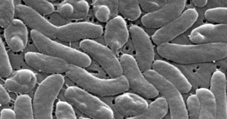 Flesh-eating bacteria cases prompt health warnings for Gulf Coast beachgoers - Los Angeles Times