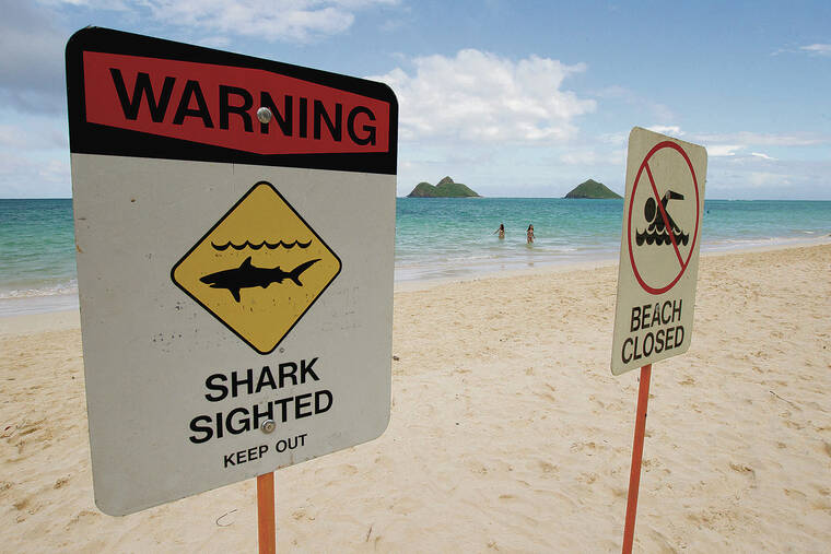 El Nino not expected to bring more shark activity to Hawaii - Hawaii Tribune-Herald