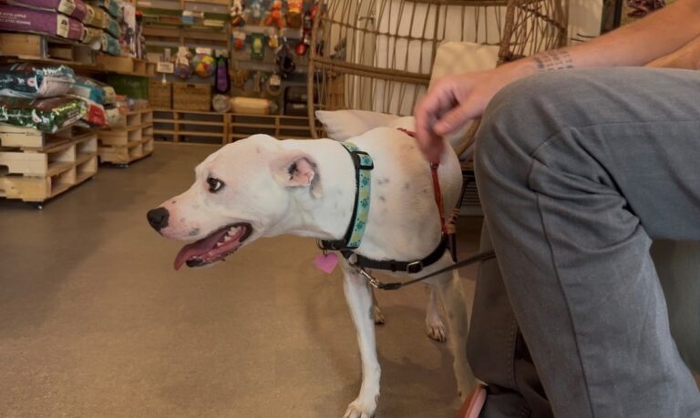 Britannia Village pet supply store to co-host charity day for rescue dogs - Squamish Chief