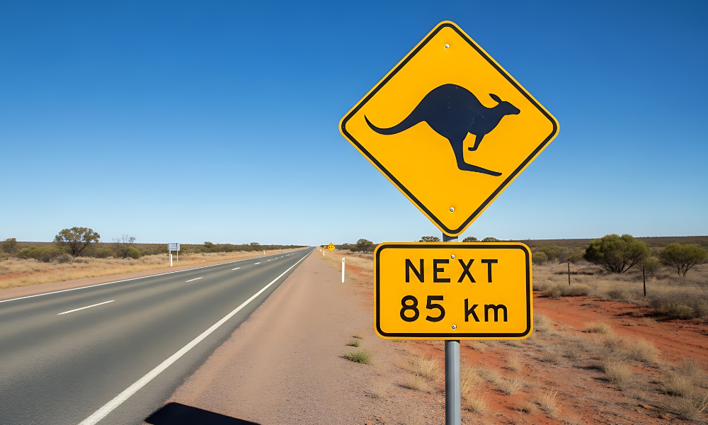 Animal collision season arrives as motor cover downgrades climb - Insurance Business