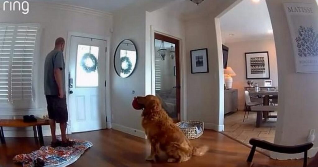'World's worst guard dog' brings intruder a toy instead of scaring him away - Metro.co.uk