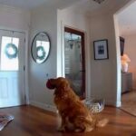 'World's worst guard dog' brings intruder a toy instead of scaring him away - Metro.co.uk