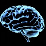Our Brains May Be Two Brains in One - Newser