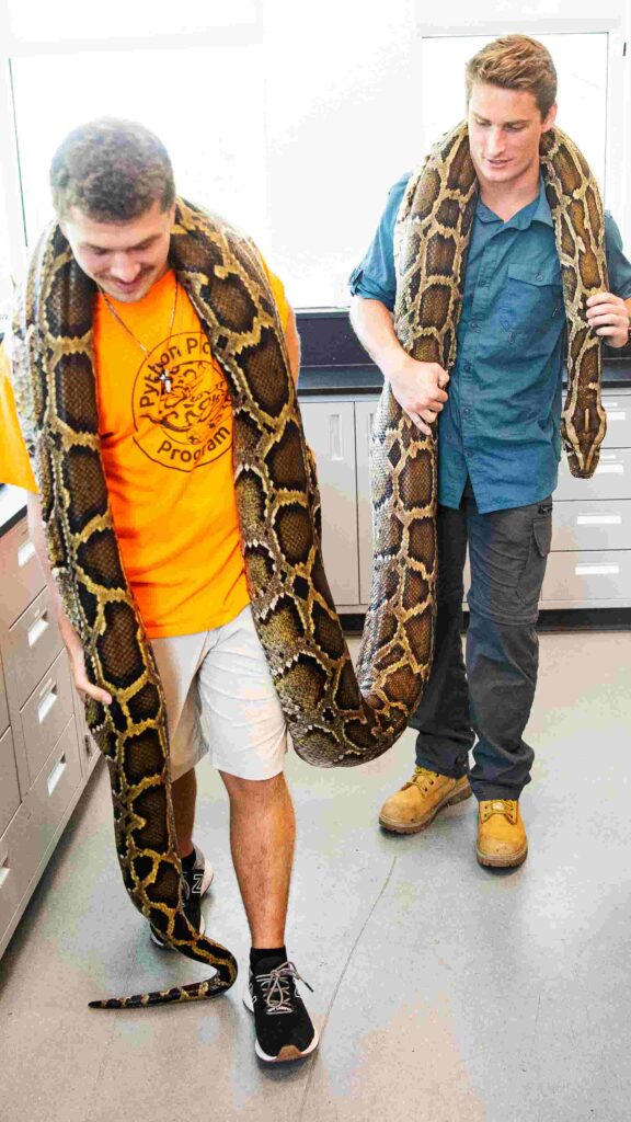Look back at record Burmese python hunters caught In 2023 - Naples Daily News