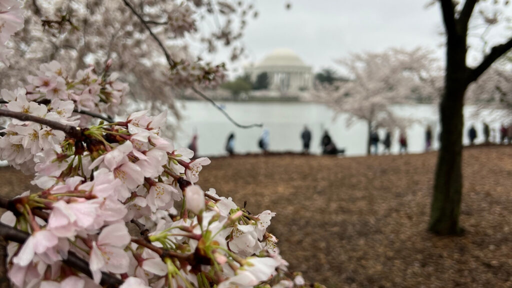DC Cherry Blossoms: What are the growth stages before 'puffy white' peak - wjla.com