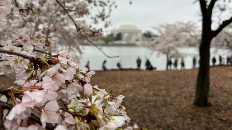 DC Cherry Blossoms: What are the growth stages before 'puffy white' peak - wjla.com