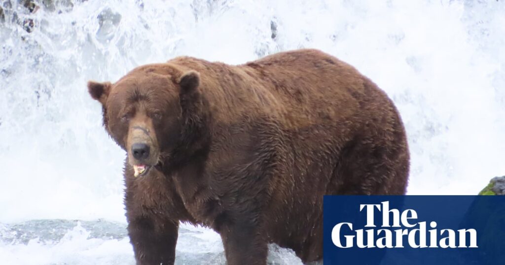 Fat Bear Week has returned – and the salmon are swimming for their lives - The Guardian
