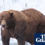 Fat Bear Week has returned – and the salmon are swimming for their lives - The Guardian
