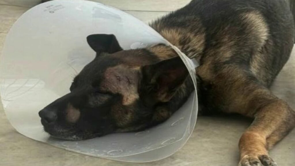 Suspect stabs San Diego sheriff's K-9 during burglary arrest - NBC 7 San Diego