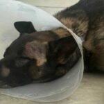 Suspect stabs San Diego sheriff's K-9 during burglary arrest - NBC 7 San Diego