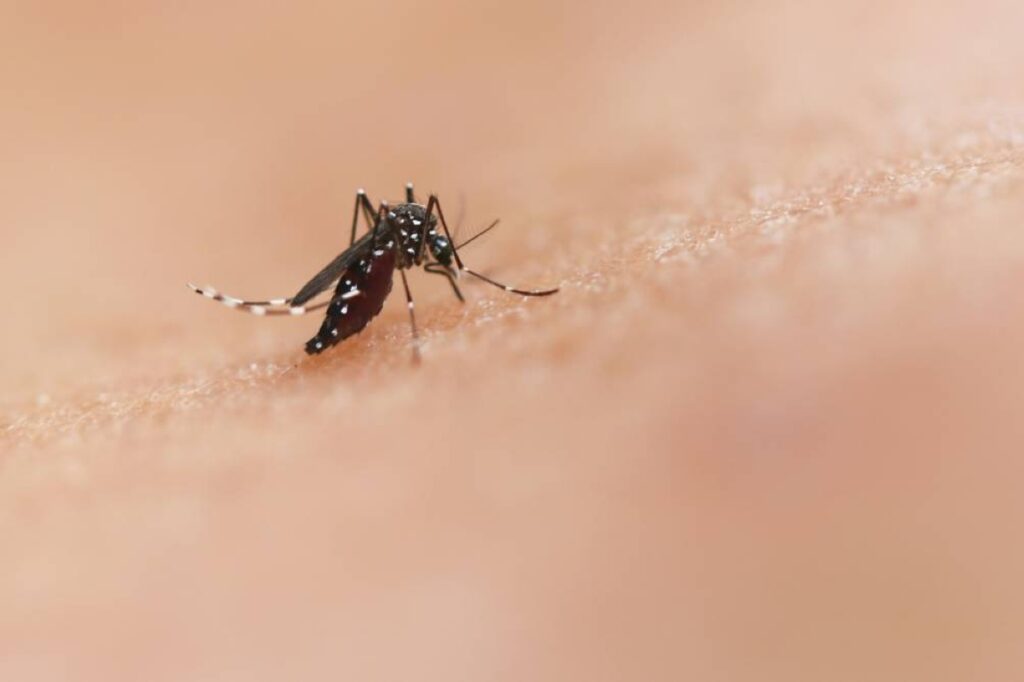Udayapur records more dengue cases in two months than entire previous FY - thehimalayantimes.com