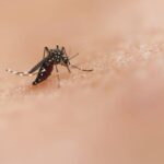 Udayapur records more dengue cases in two months than entire previous FY - thehimalayantimes.com