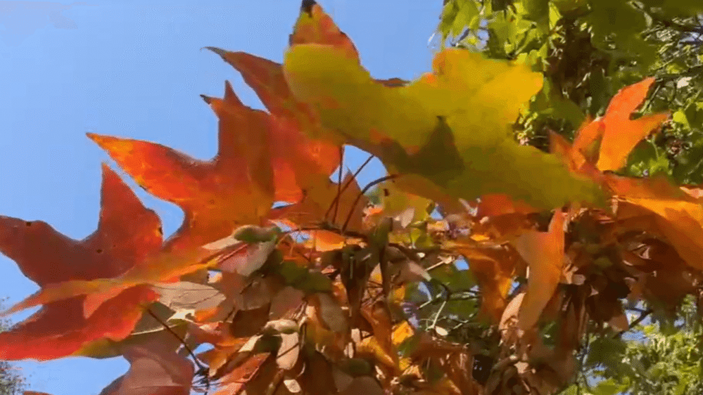 September asthma epidemic and fall allergies, UAMS weighs in - KATV