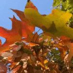 September asthma epidemic and fall allergies, UAMS weighs in - KATV
