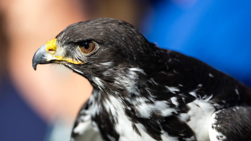 The NFL only has a few live mascots. Meet the animals behind the team - USA Today