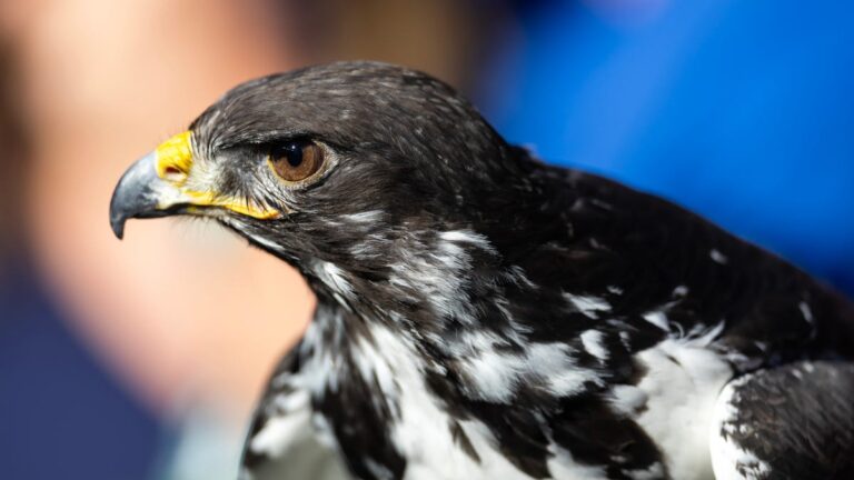 The NFL only has a few live mascots. Meet the animals behind the team - USA Today