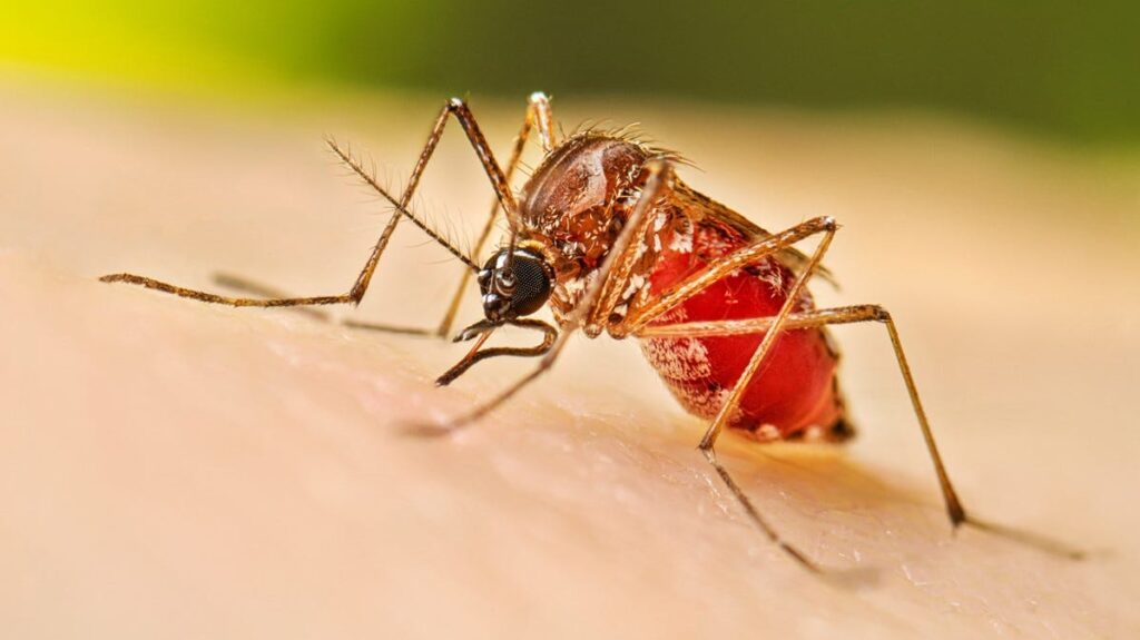 Florida dengue cases spike. How to protect yourself on Labor Day weekend - Sarasota Herald-Tribune