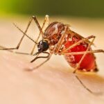 Florida dengue cases spike. How to protect yourself on Labor Day weekend - Sarasota Herald-Tribune
