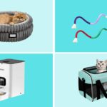 I'm a cat owner. Here are the 10 Amazon Labor Day deals I recommend - Lakeland Ledger