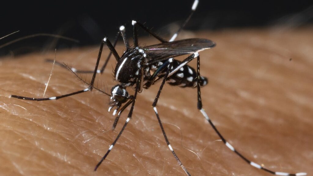 Mosquitoes killed thousands of humans. Ohio has many species - dispatch.com