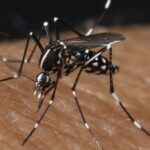 Mosquitoes killed thousands of humans. Ohio has many species - dispatch.com
