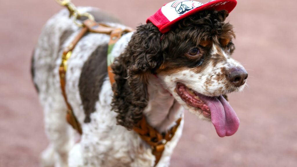 See these furry friends takeover GABP during final Bark in the Park - Cincinnati Enquirer
