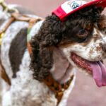 See these furry friends takeover GABP during final Bark in the Park - Cincinnati Enquirer