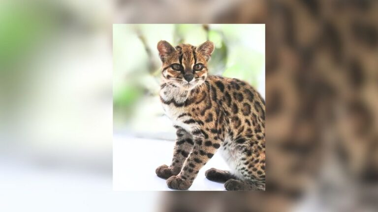 First New Living Cat Species In 100 Years Found In Yungas Cloud Forest - Dallas Express